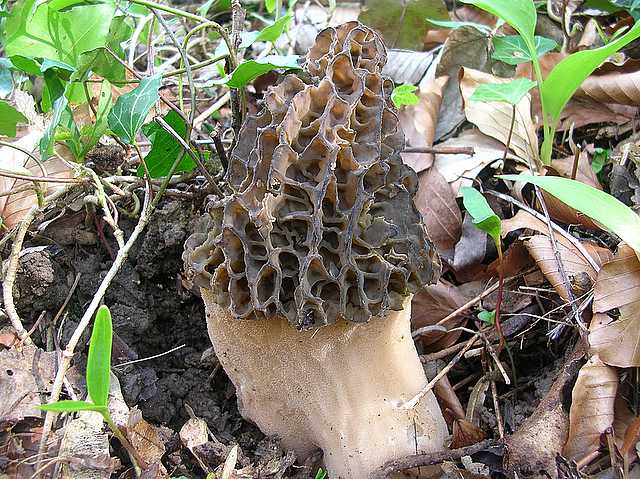 2005 :  Un anno di funghi